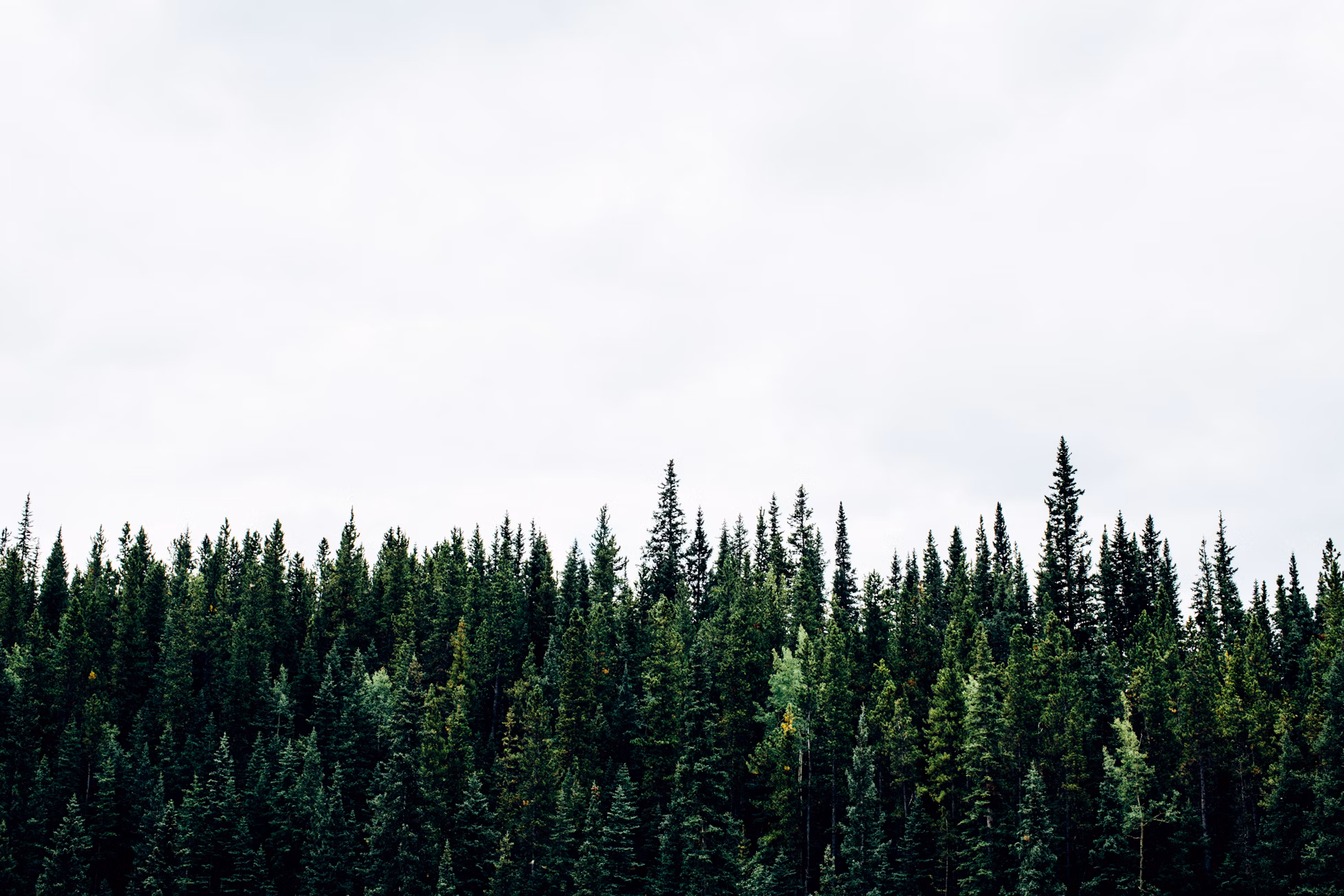 Grey sky above evergreen trees