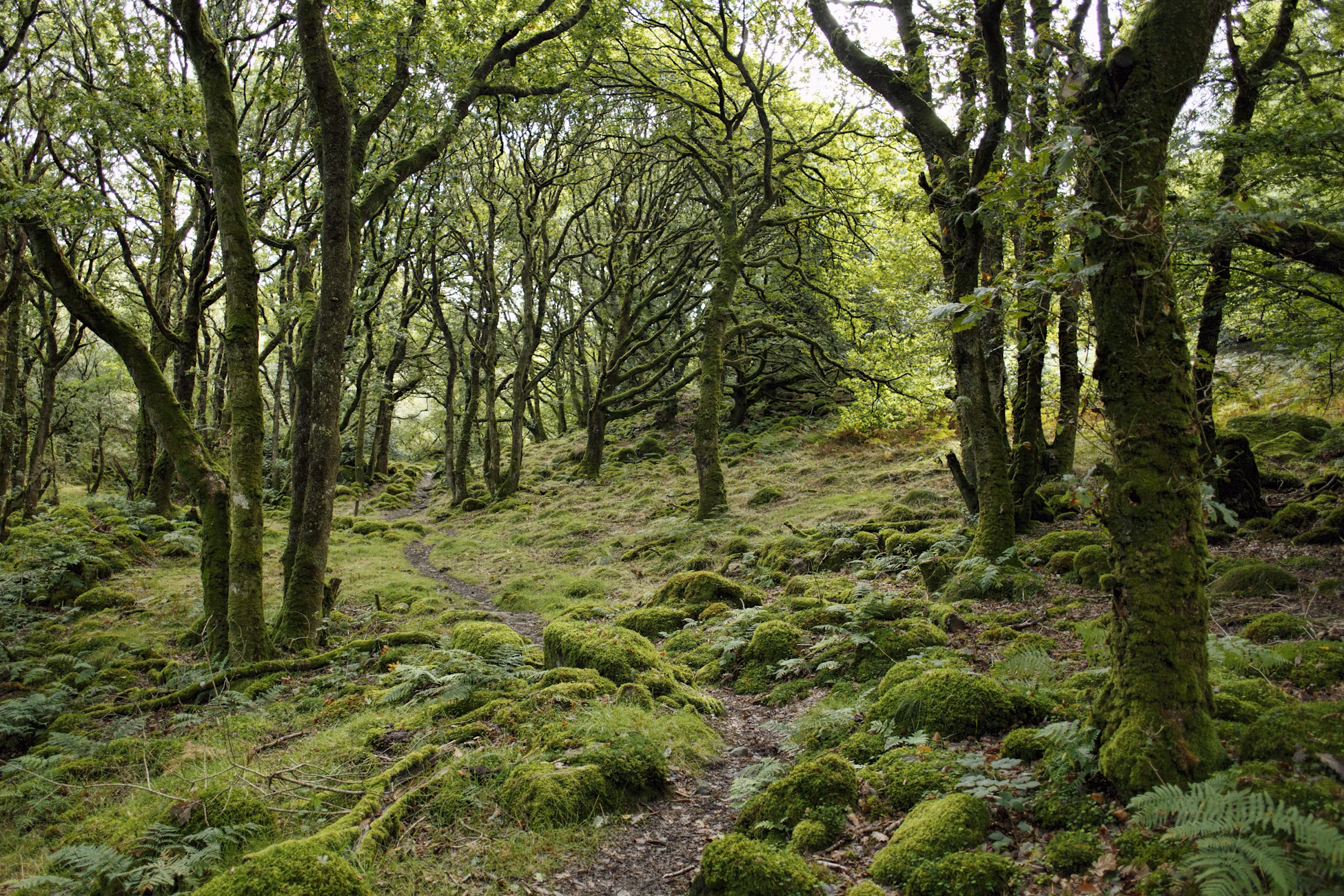 Mossy trail in a forest